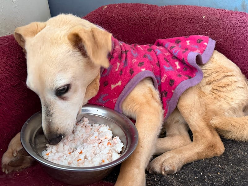 Perrito alimentado por ChickenProtein+