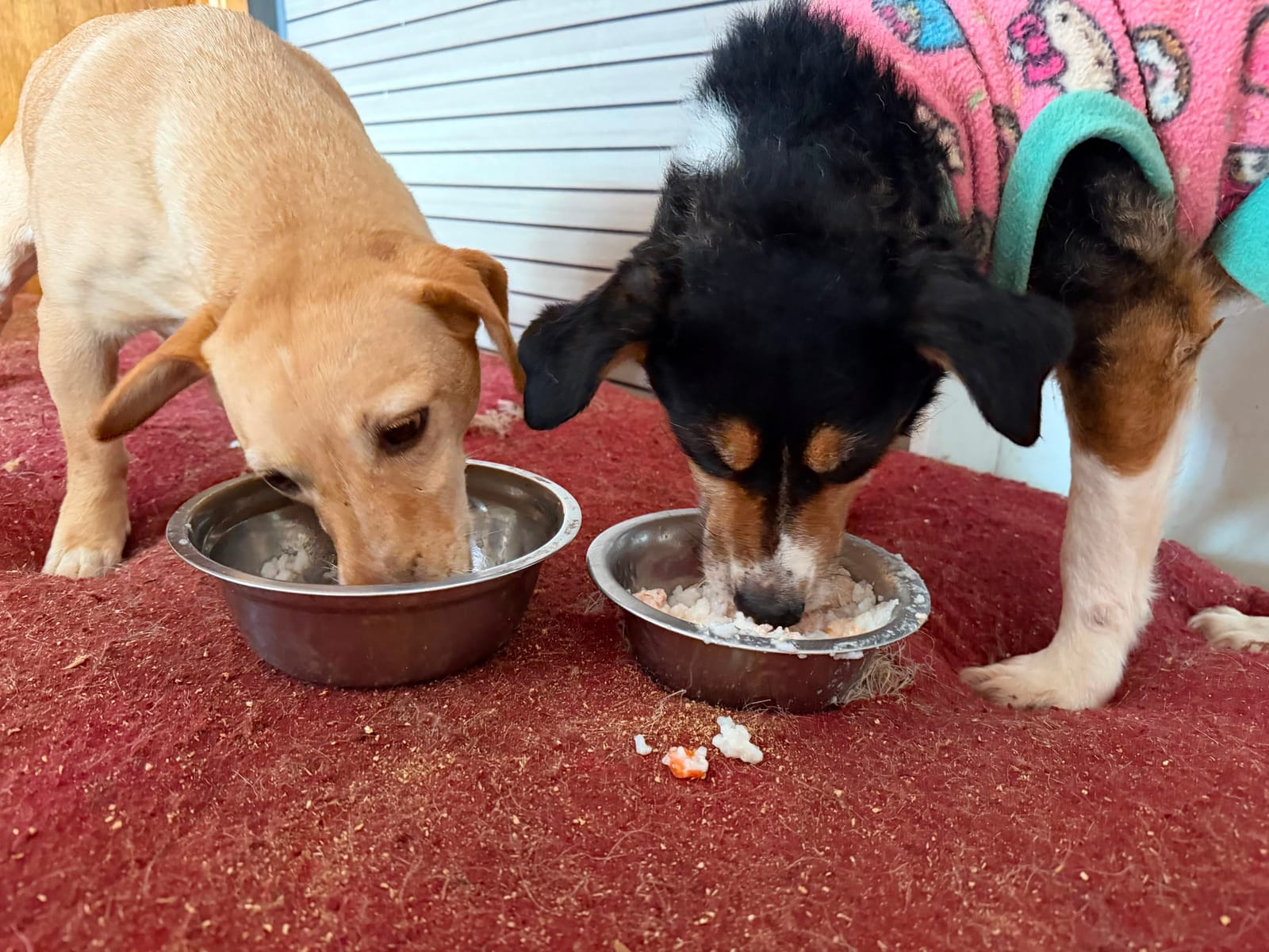 Dos perritos rescatados comiendo arroz con pollo donado