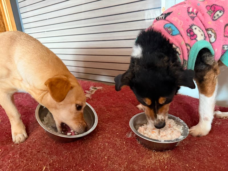 Perrito alimentado por ChickenProtein+