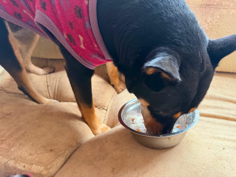 Perrito alimentado por ChickenProtein+