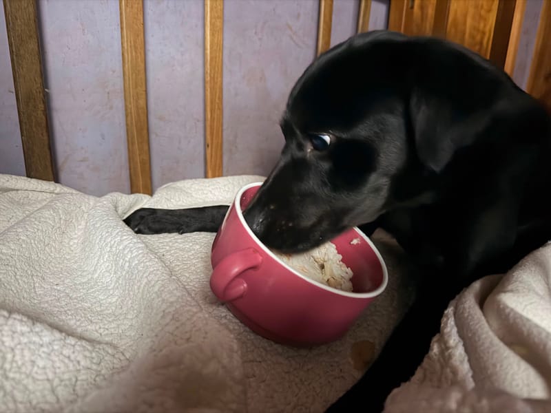 Perrito alimentado por ChickenProtein+