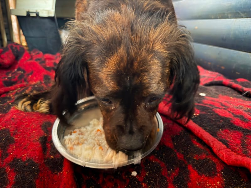 Perrito alimentado por ChickenProtein+